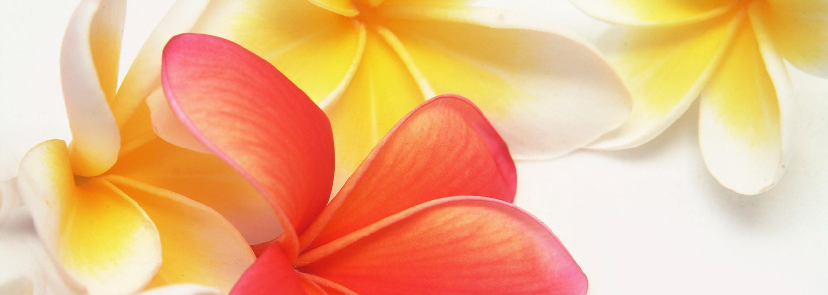 Frangipani