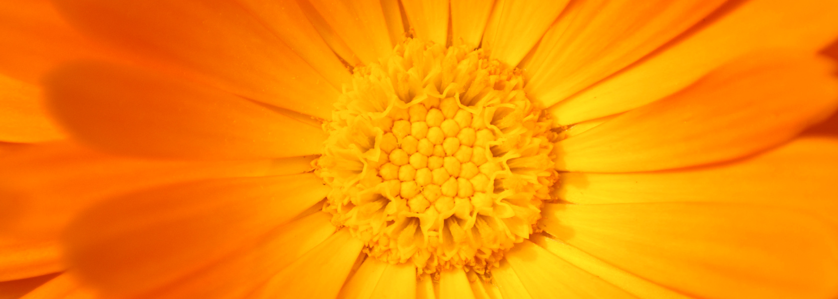 Calendula